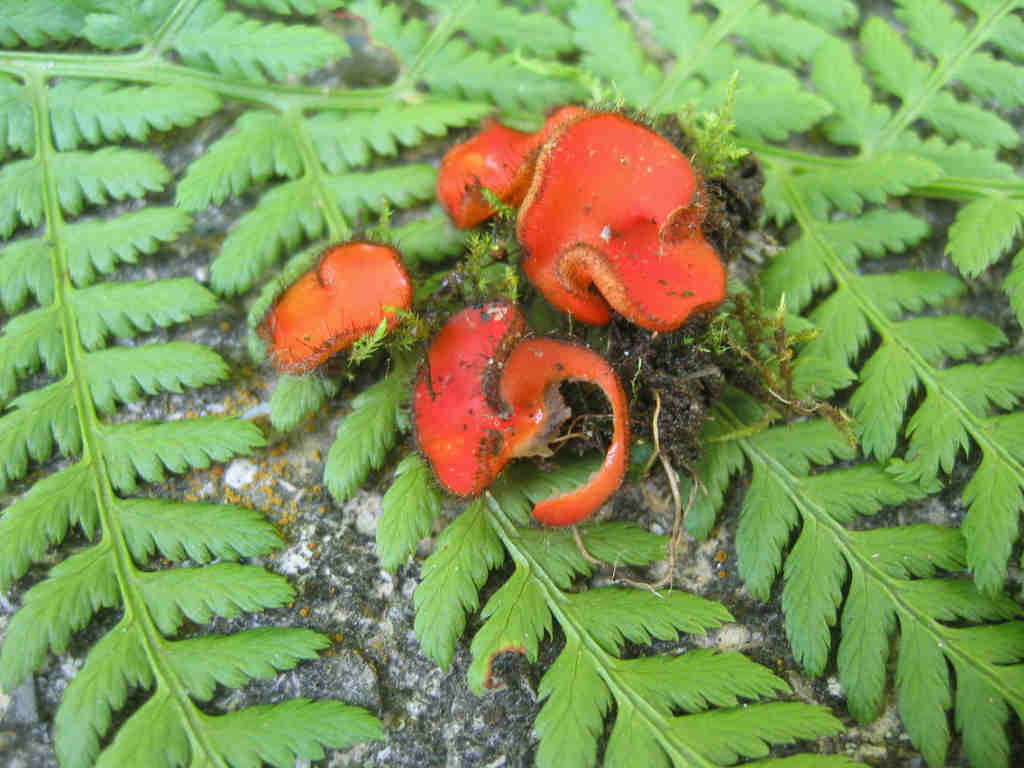 2005 :  Un anno di funghi